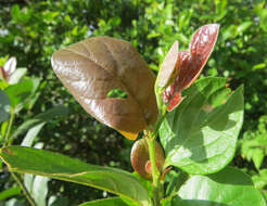 Image of Antidesma ghaesembilla Gaertn.