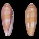 Image of Conus pomareae (Monnier & Limpalaër 2014)