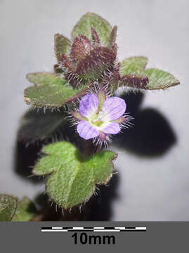 Image of ivy-leaved speedwell