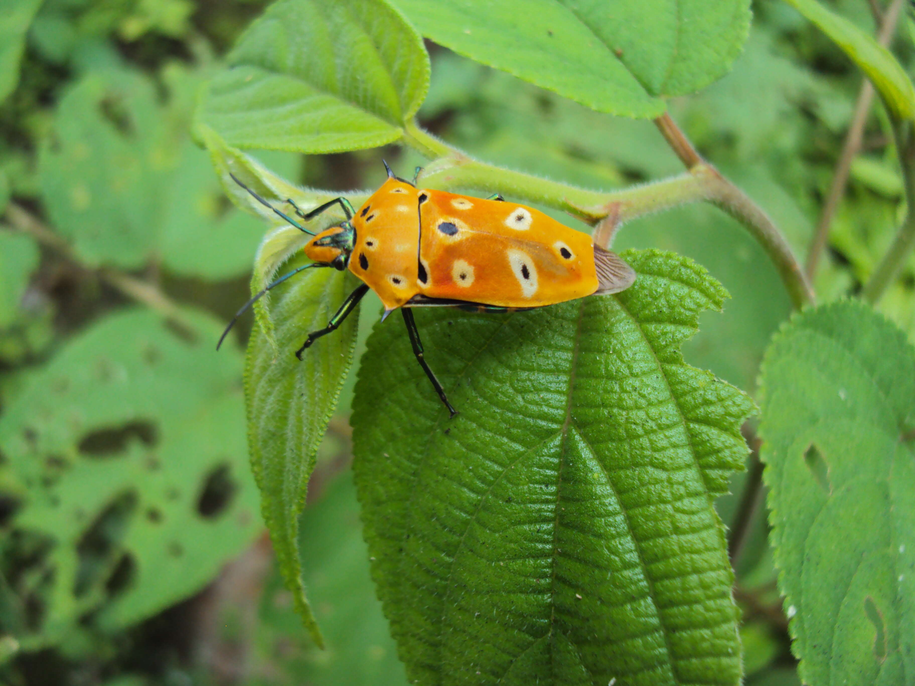 Image of Cantao ocellatus