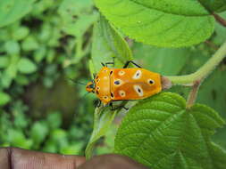 Image of Cantao ocellatus