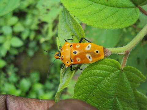 Image of Cantao ocellatus