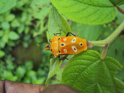 Image of Cantao ocellatus