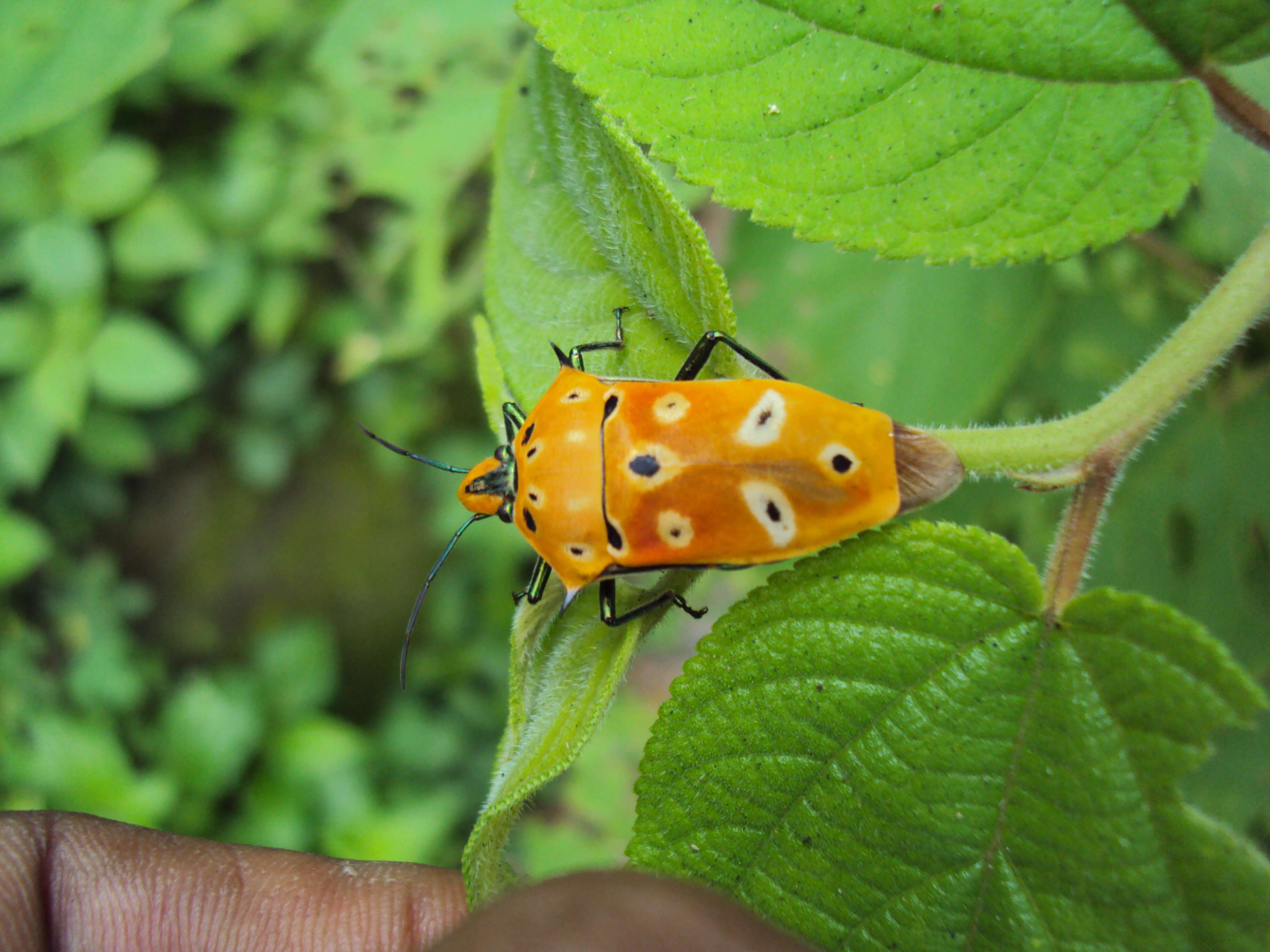 Image of Cantao ocellatus