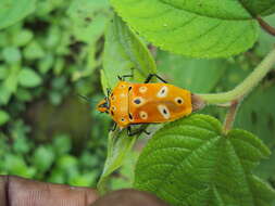 Image of Cantao ocellatus