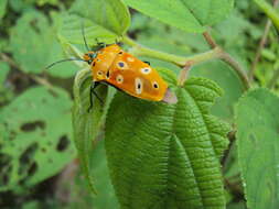 Image of Cantao ocellatus