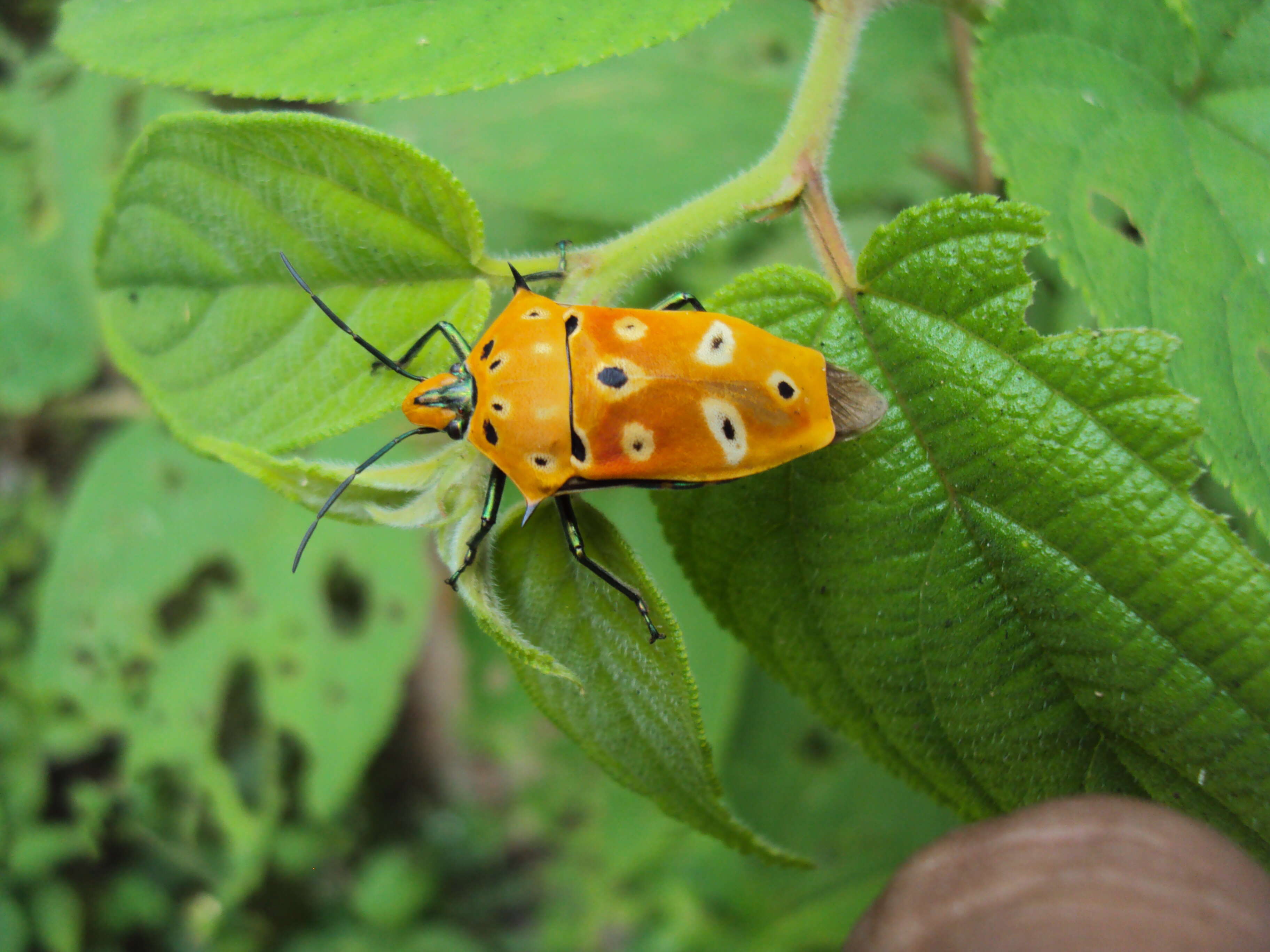 Image of Cantao ocellatus