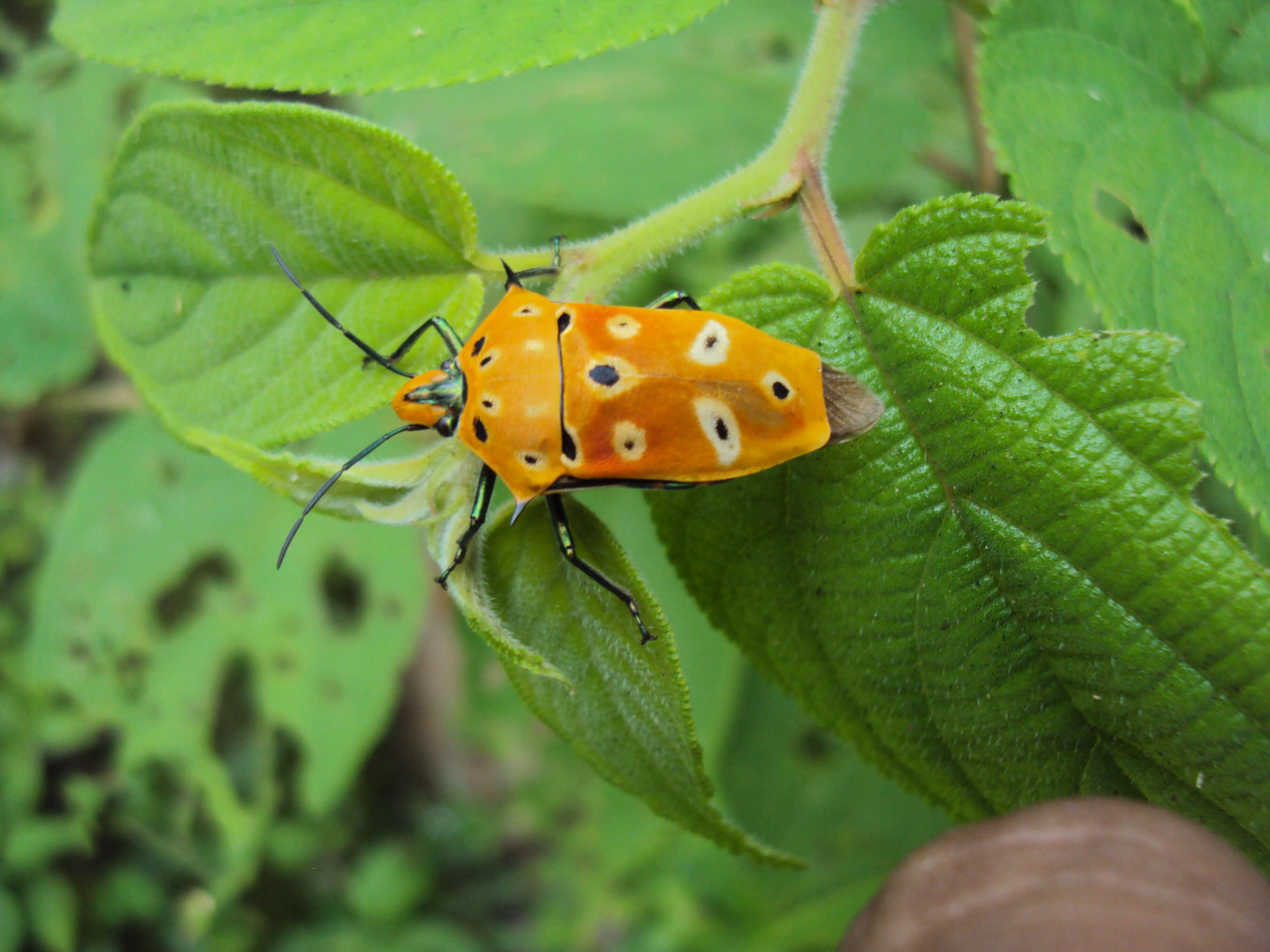 Image of Cantao ocellatus