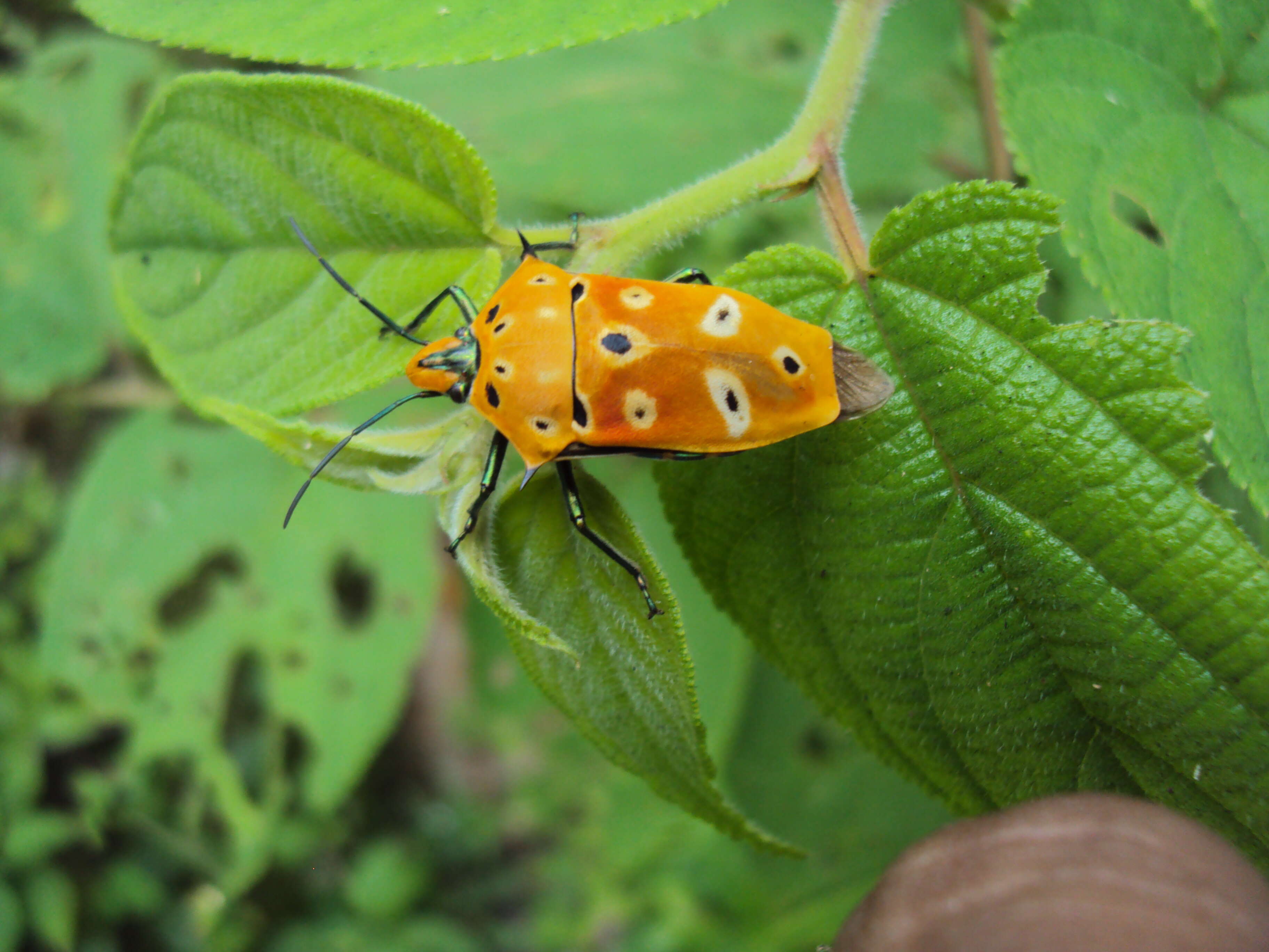 Image of Cantao ocellatus