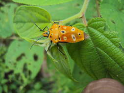 Image of Cantao ocellatus