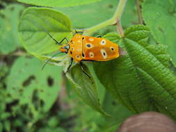 Image of Cantao ocellatus