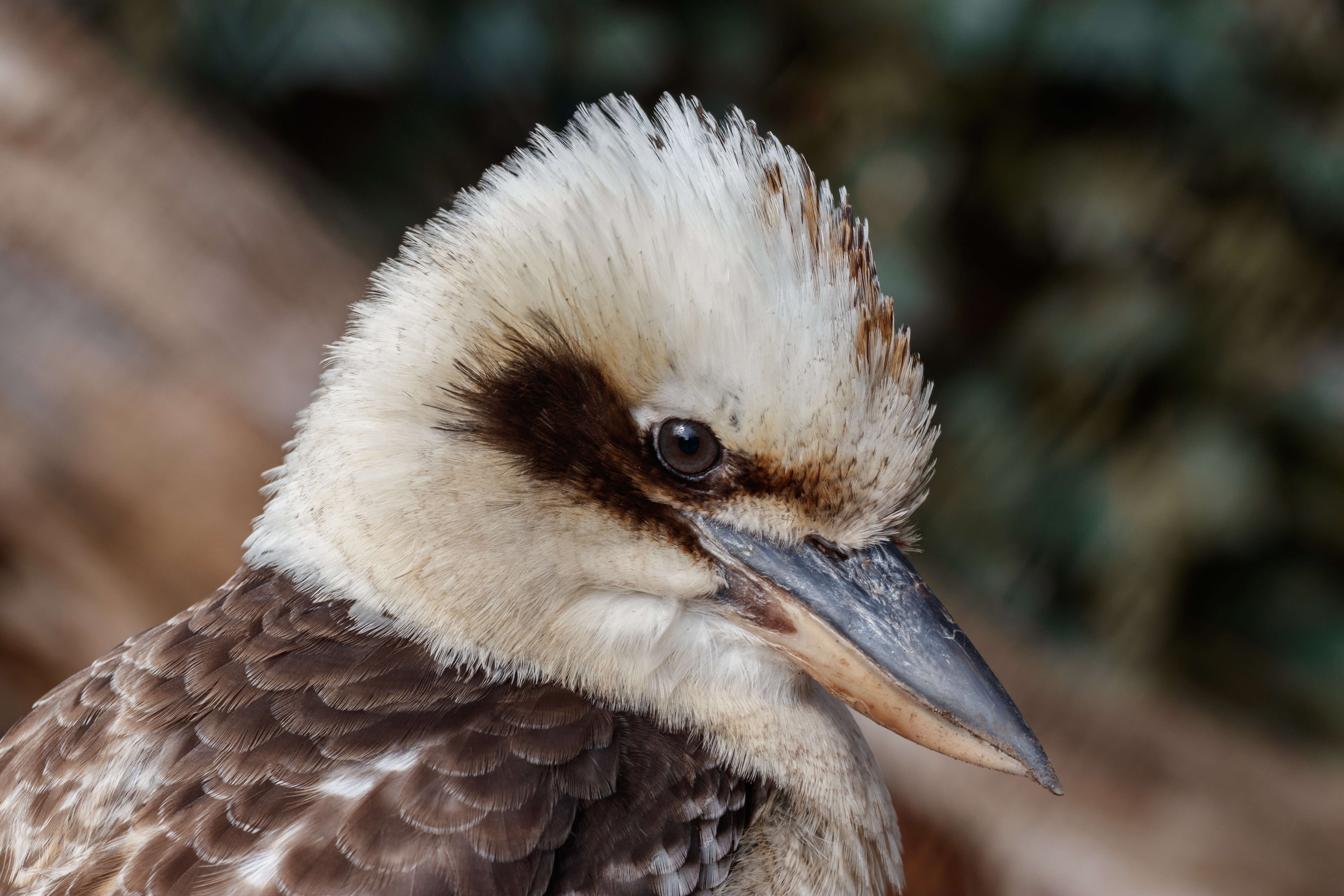 Image of Kookaburra