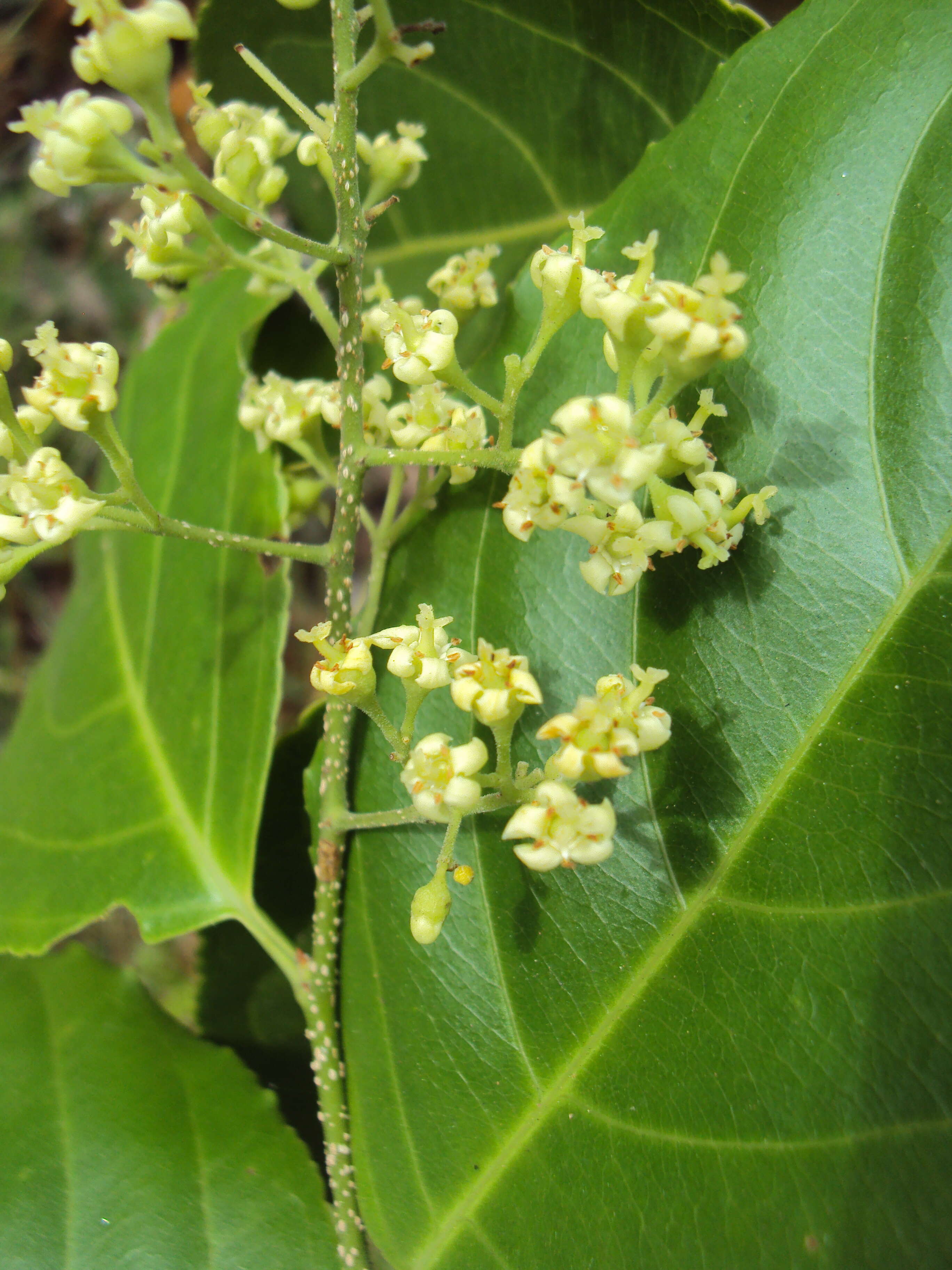 Слика од Celastrus paniculatus Willd.