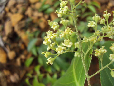 Слика од Celastrus paniculatus Willd.