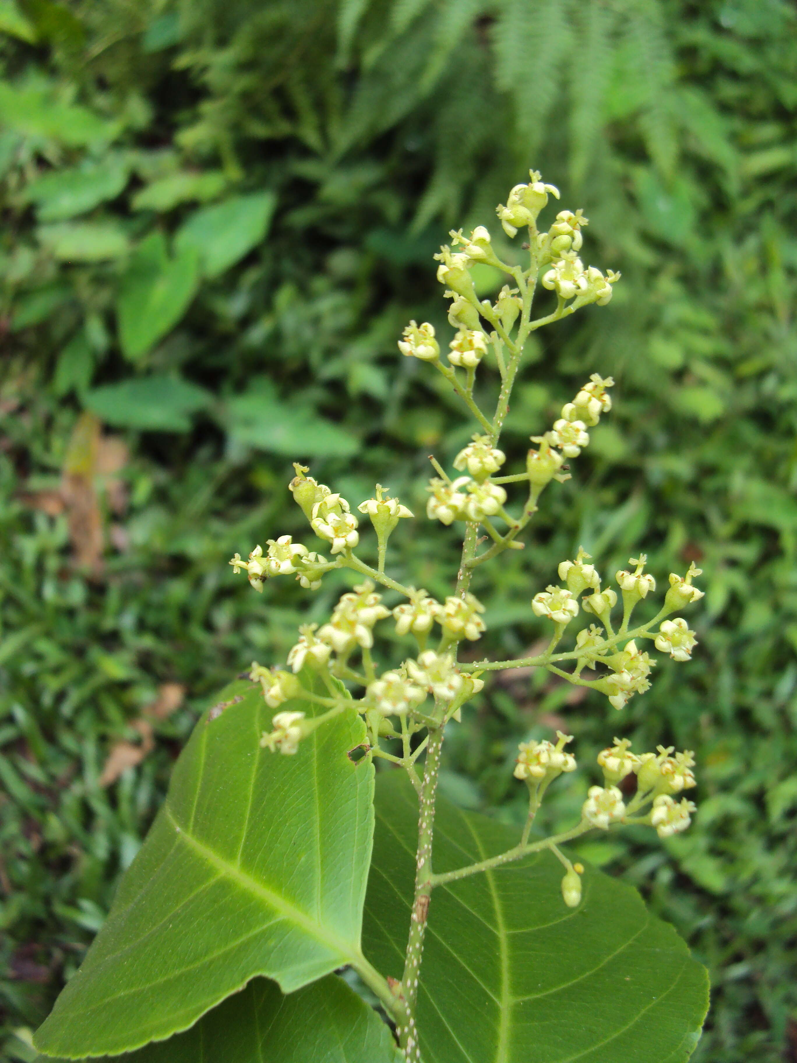 Слика од Celastrus paniculatus Willd.