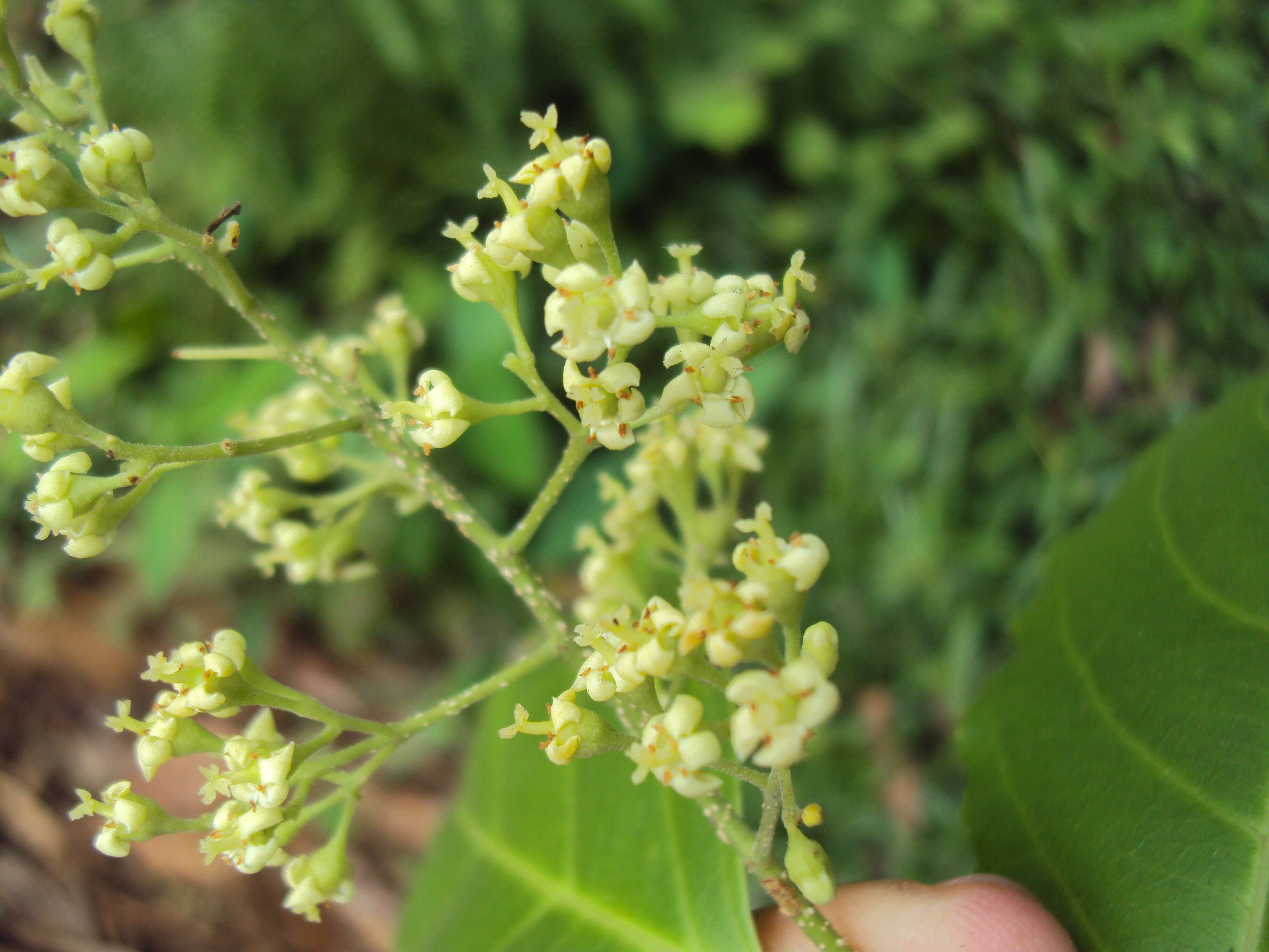 Слика од Celastrus paniculatus Willd.