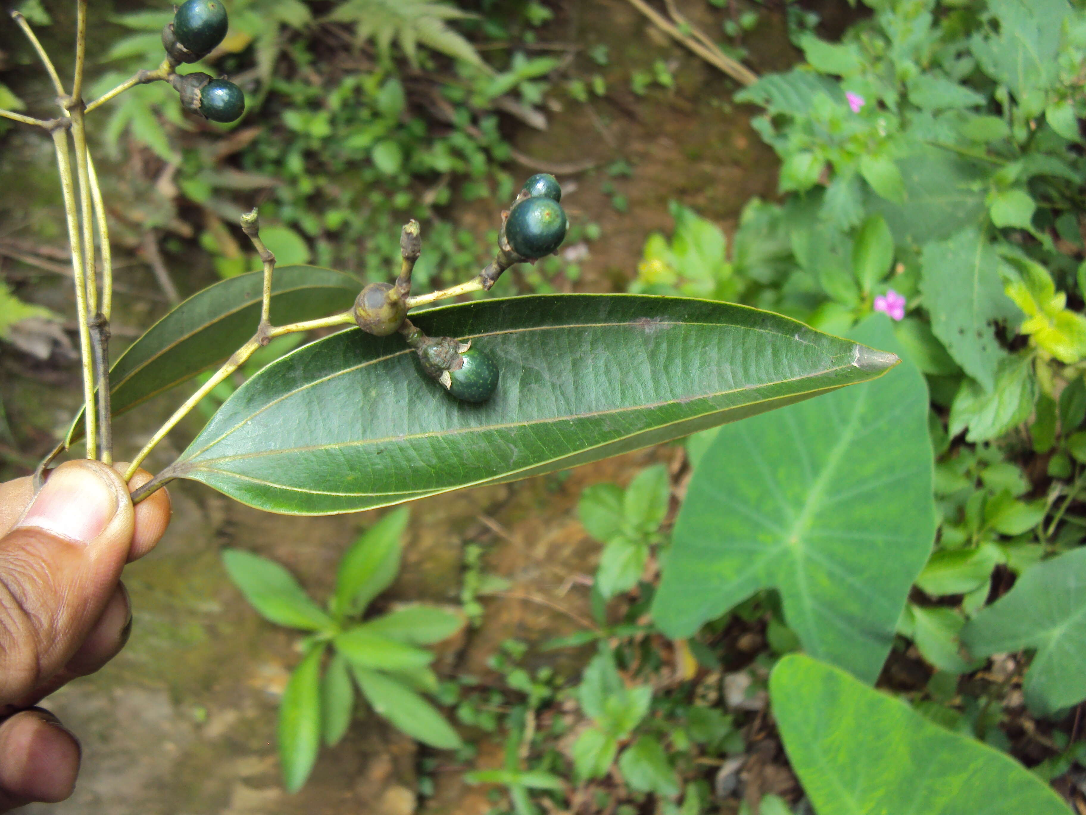 Imagem de Cinnamomum malabatrum (Burm. fil.) Presl