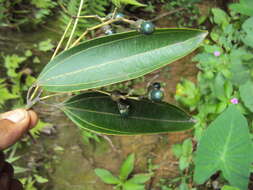 Imagem de Cinnamomum malabatrum (Burm. fil.) Presl