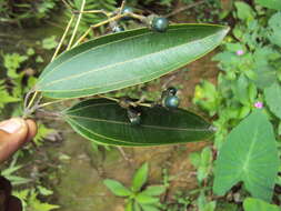 Imagem de Cinnamomum malabatrum (Burm. fil.) Presl