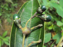 Imagem de Cinnamomum malabatrum (Burm. fil.) Presl