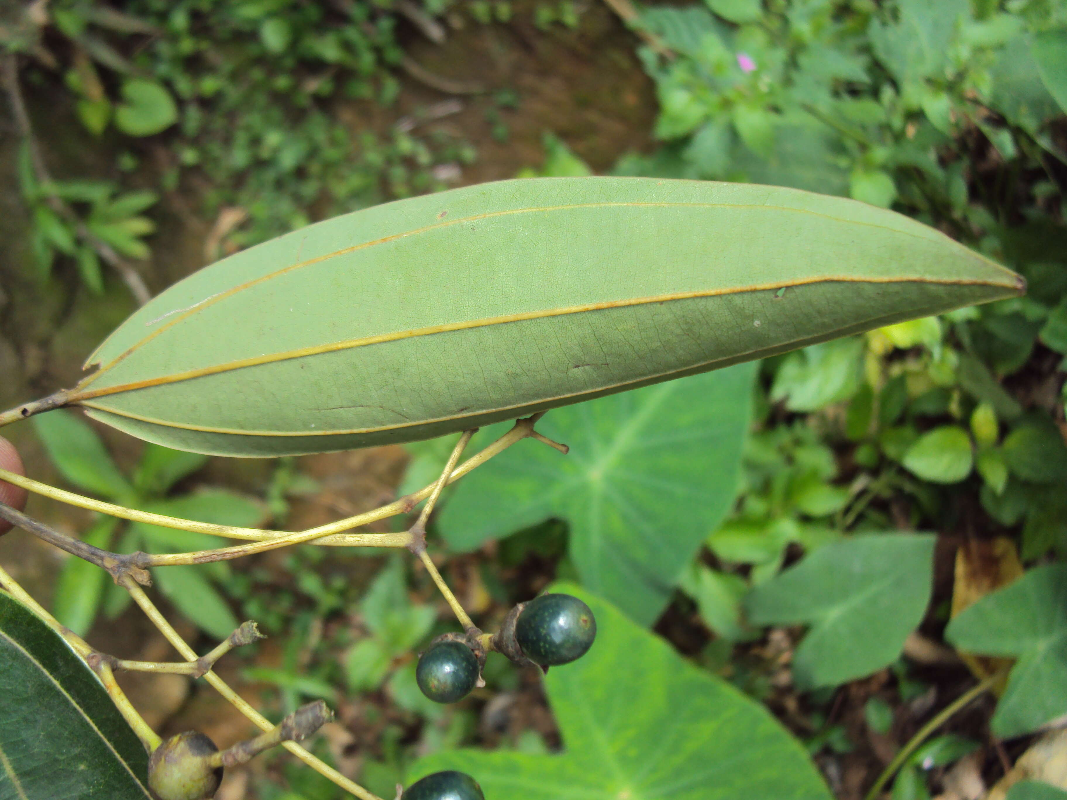 Imagem de Cinnamomum malabatrum (Burm. fil.) Presl