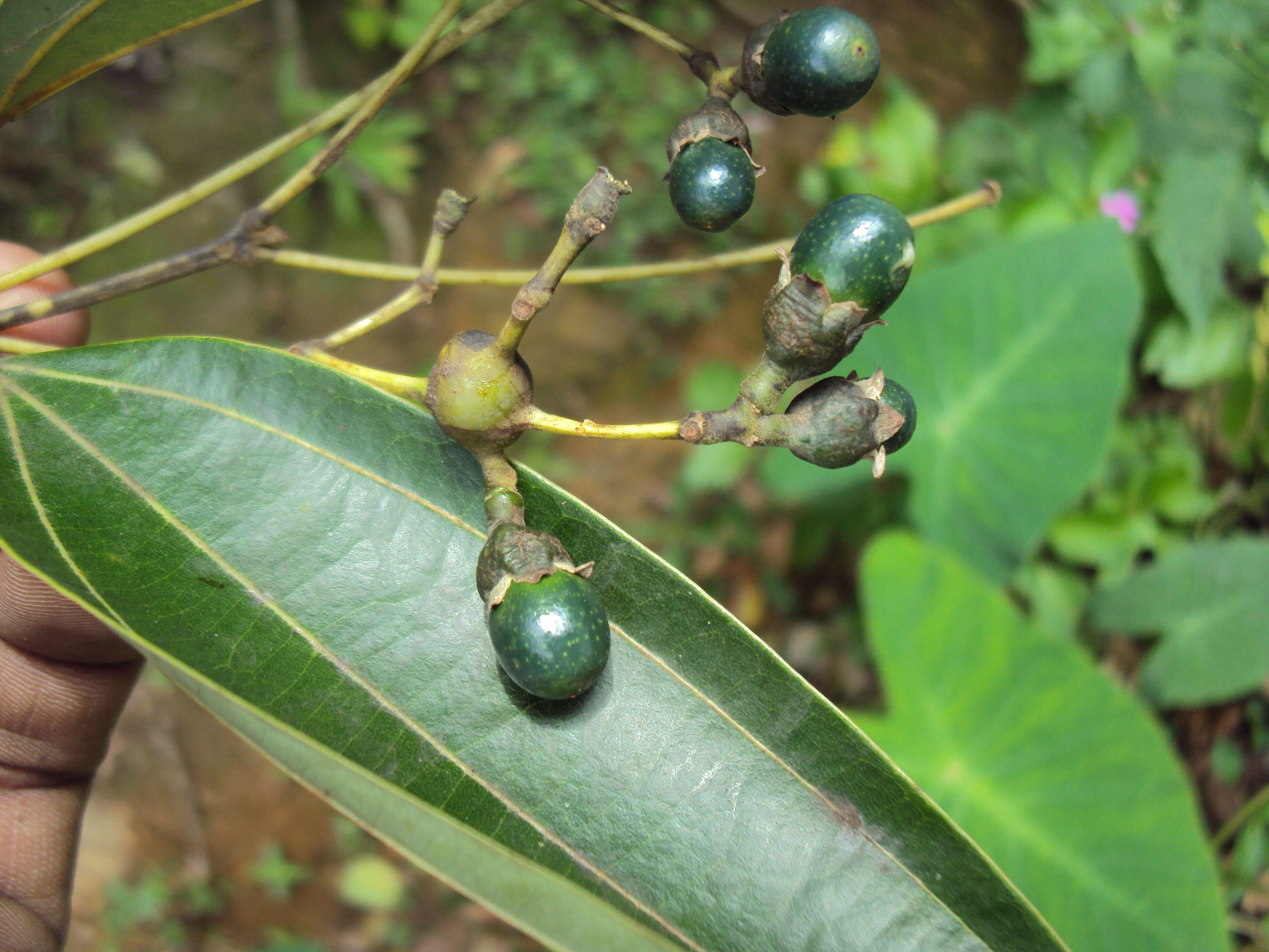 Imagem de Cinnamomum malabatrum (Burm. fil.) Presl