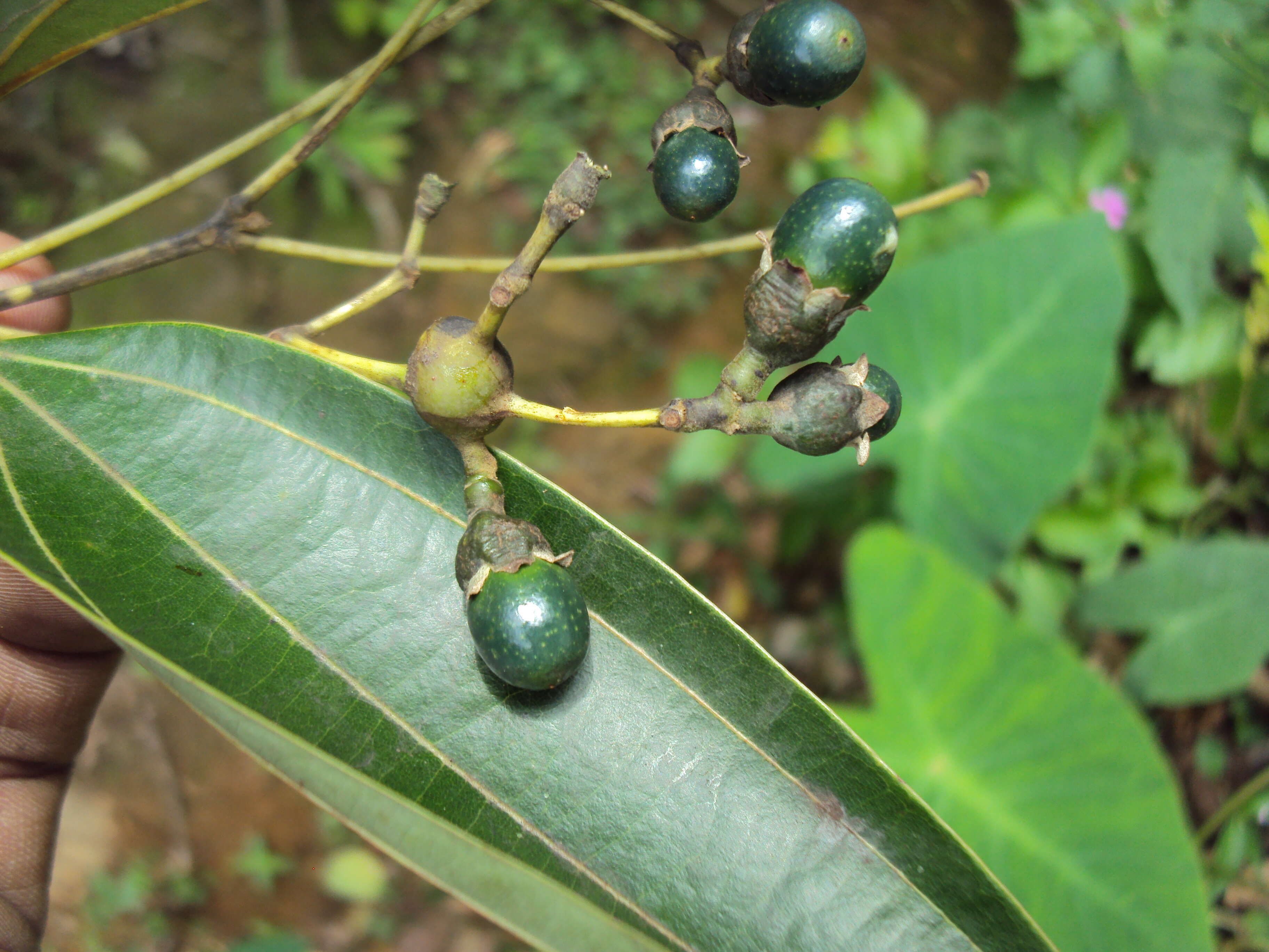 Imagem de Cinnamomum malabatrum (Burm. fil.) Presl