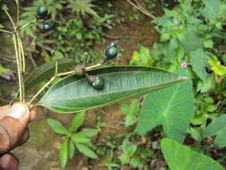 Imagem de Cinnamomum malabatrum (Burm. fil.) Presl