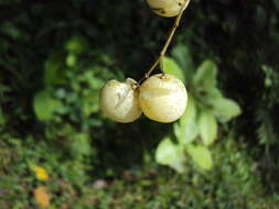 Plancia ëd Clausena anisata (Willd.) Hook. fil., De Wild. & Staner