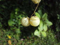 Plancia ëd Clausena anisata (Willd.) Hook. fil., De Wild. & Staner