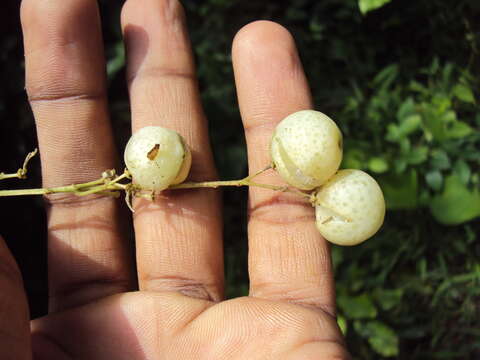 Plancia ëd Clausena anisata (Willd.) Hook. fil., De Wild. & Staner