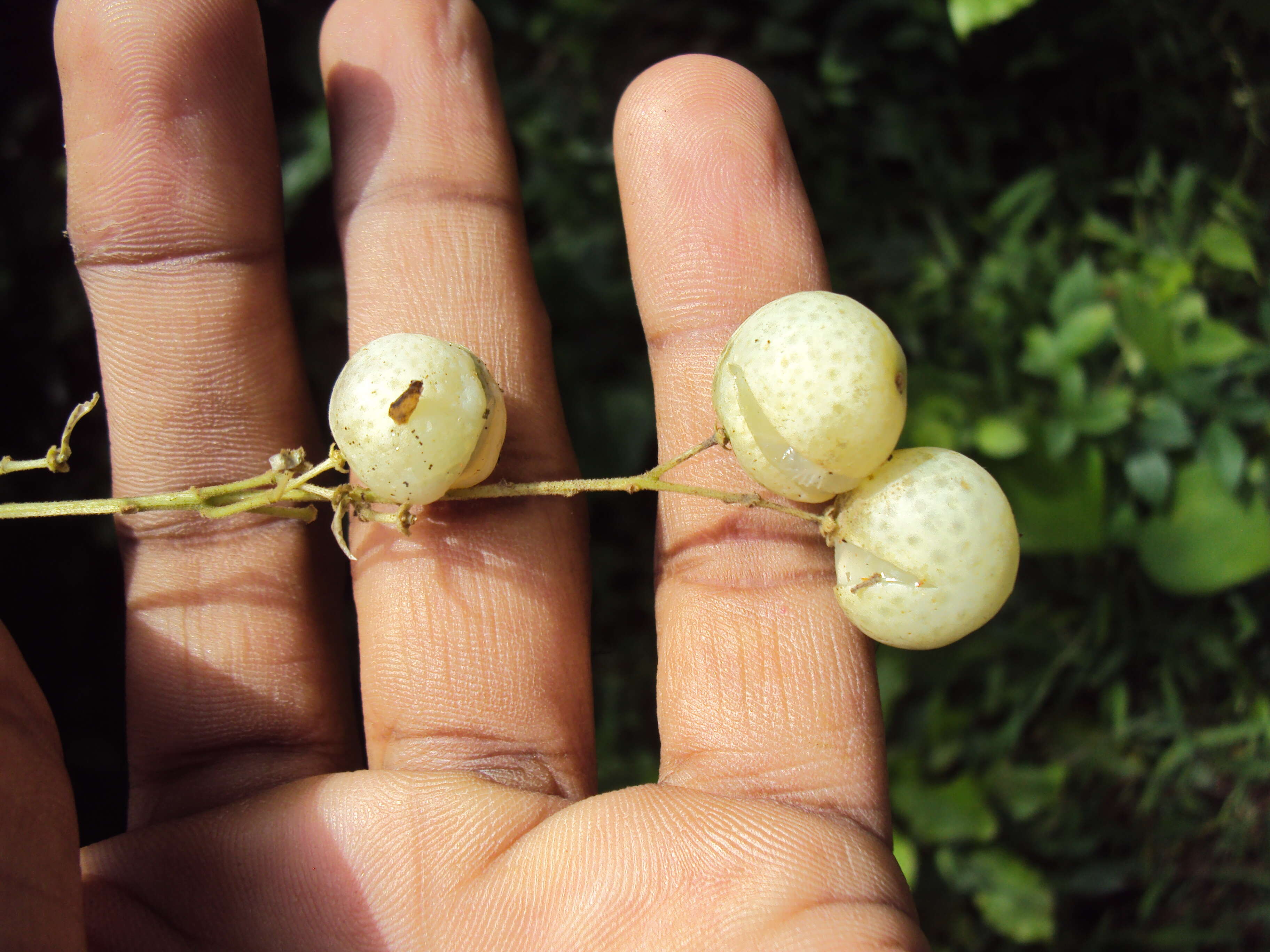 Plancia ëd Clausena anisata (Willd.) Hook. fil., De Wild. & Staner