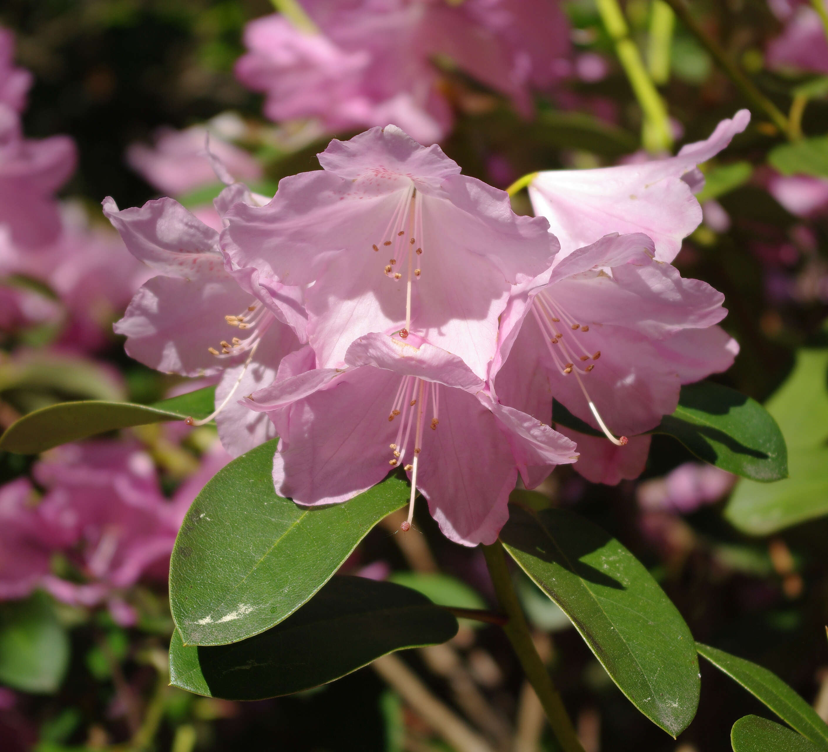 صورة Rhododendron williamsianum Rehder & E. H. Wilson