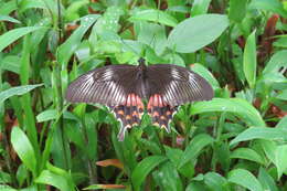 Image of Papilio polytes Linnaeus 1758