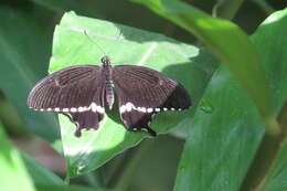 Image of Common mormon