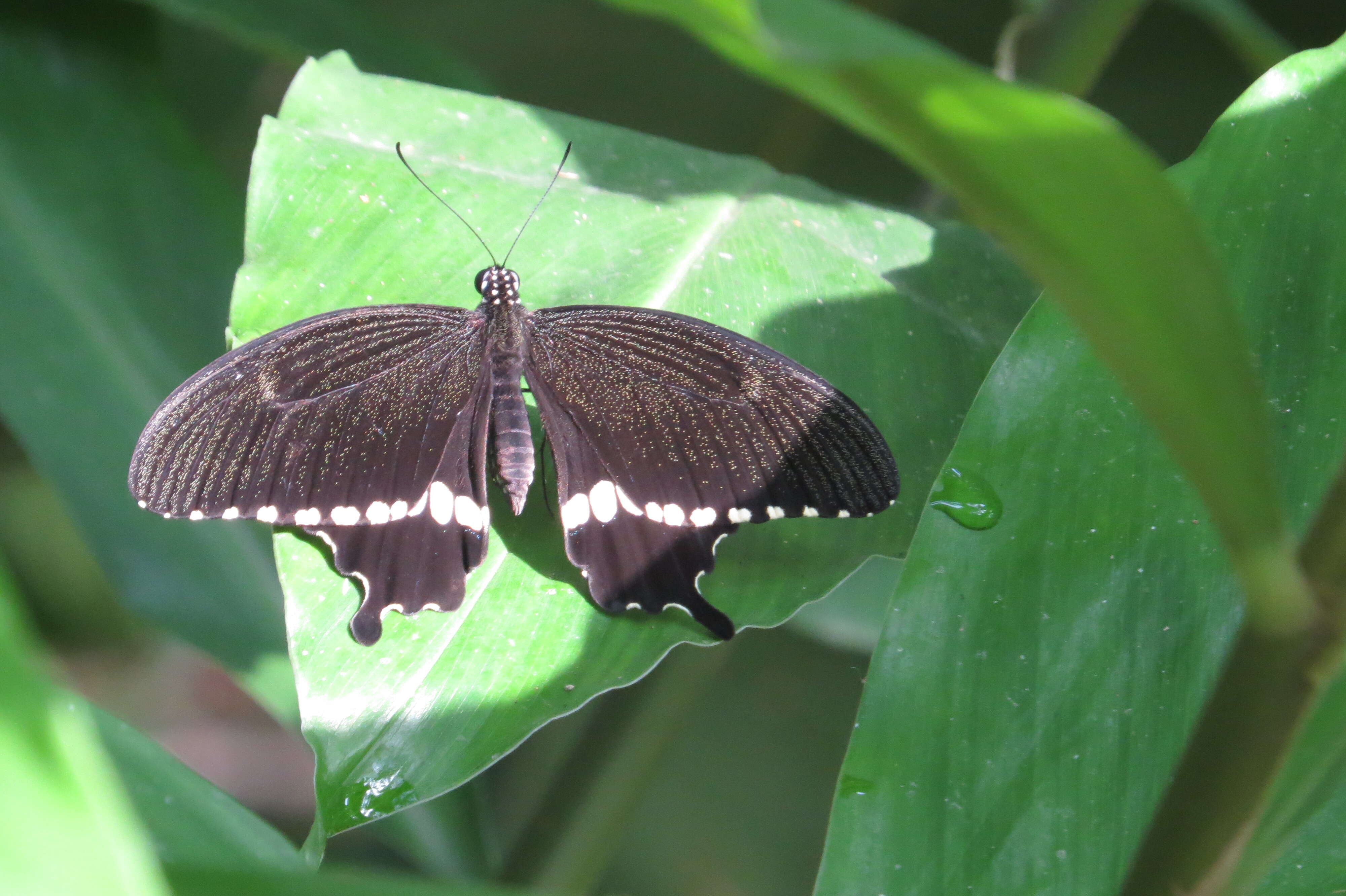 Image of Papilio polytes Linnaeus 1758