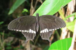 Image of Papilio polytes Linnaeus 1758