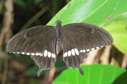 Image of Papilio polytes Linnaeus 1758