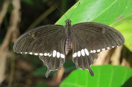 Image of Papilio polytes Linnaeus 1758