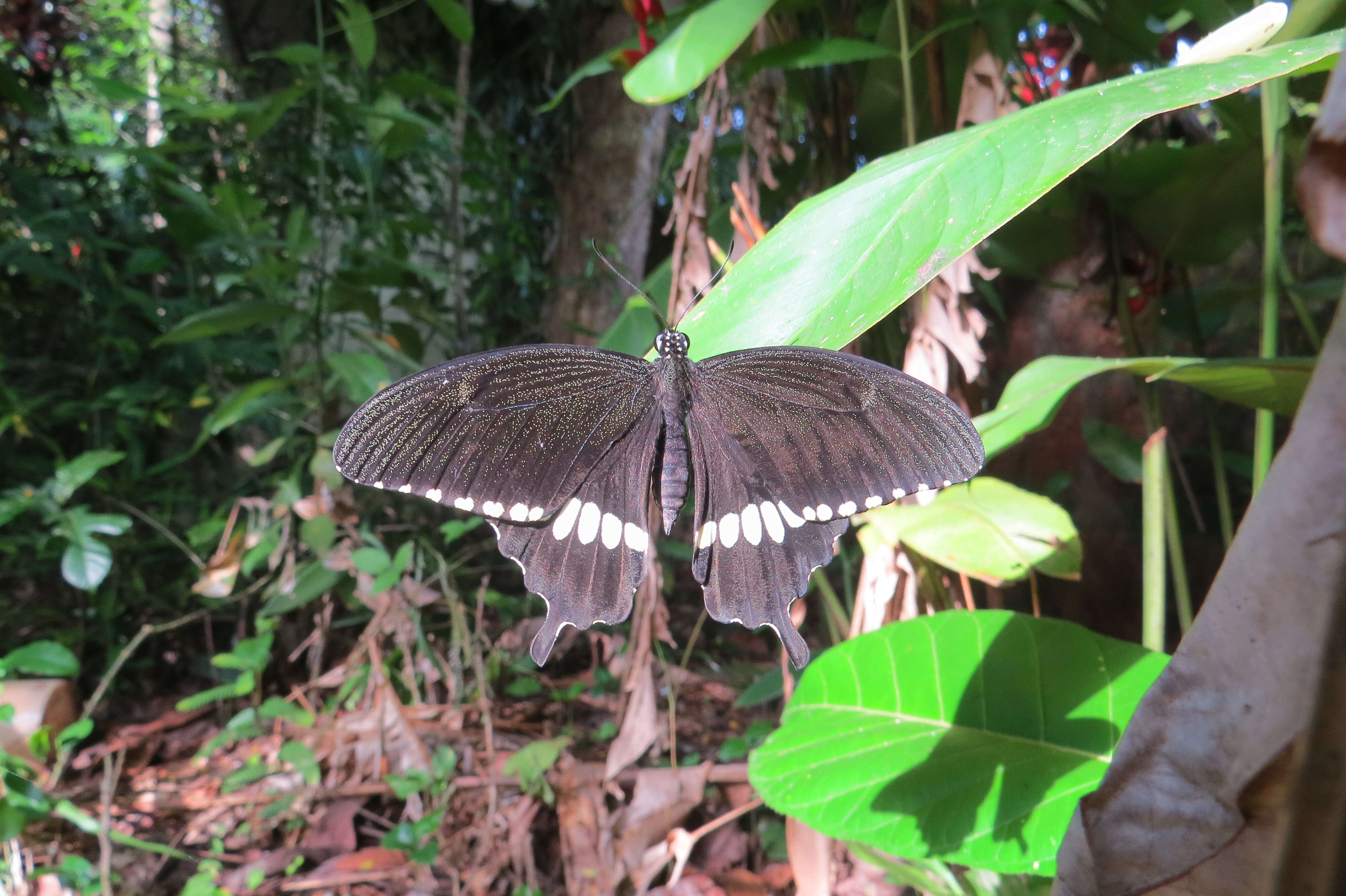 Image of Papilio polytes Linnaeus 1758