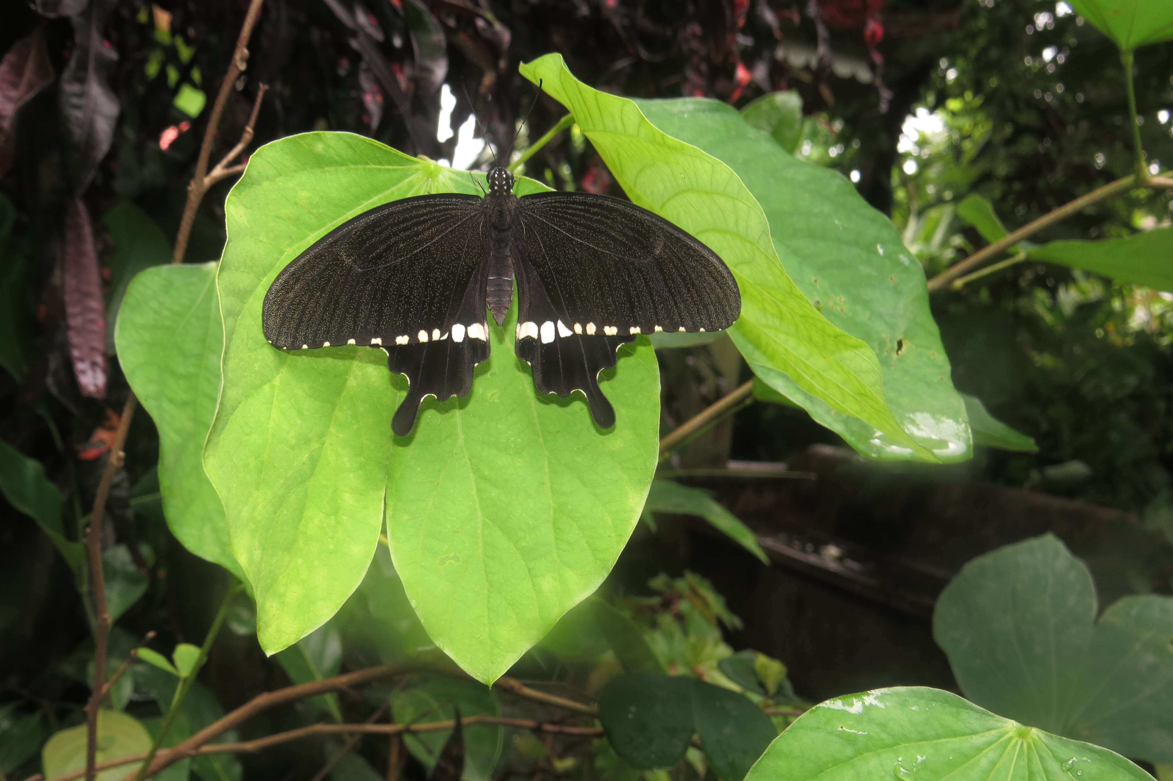 Image of Papilio polytes Linnaeus 1758