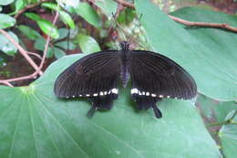 Image of Papilio polytes Linnaeus 1758