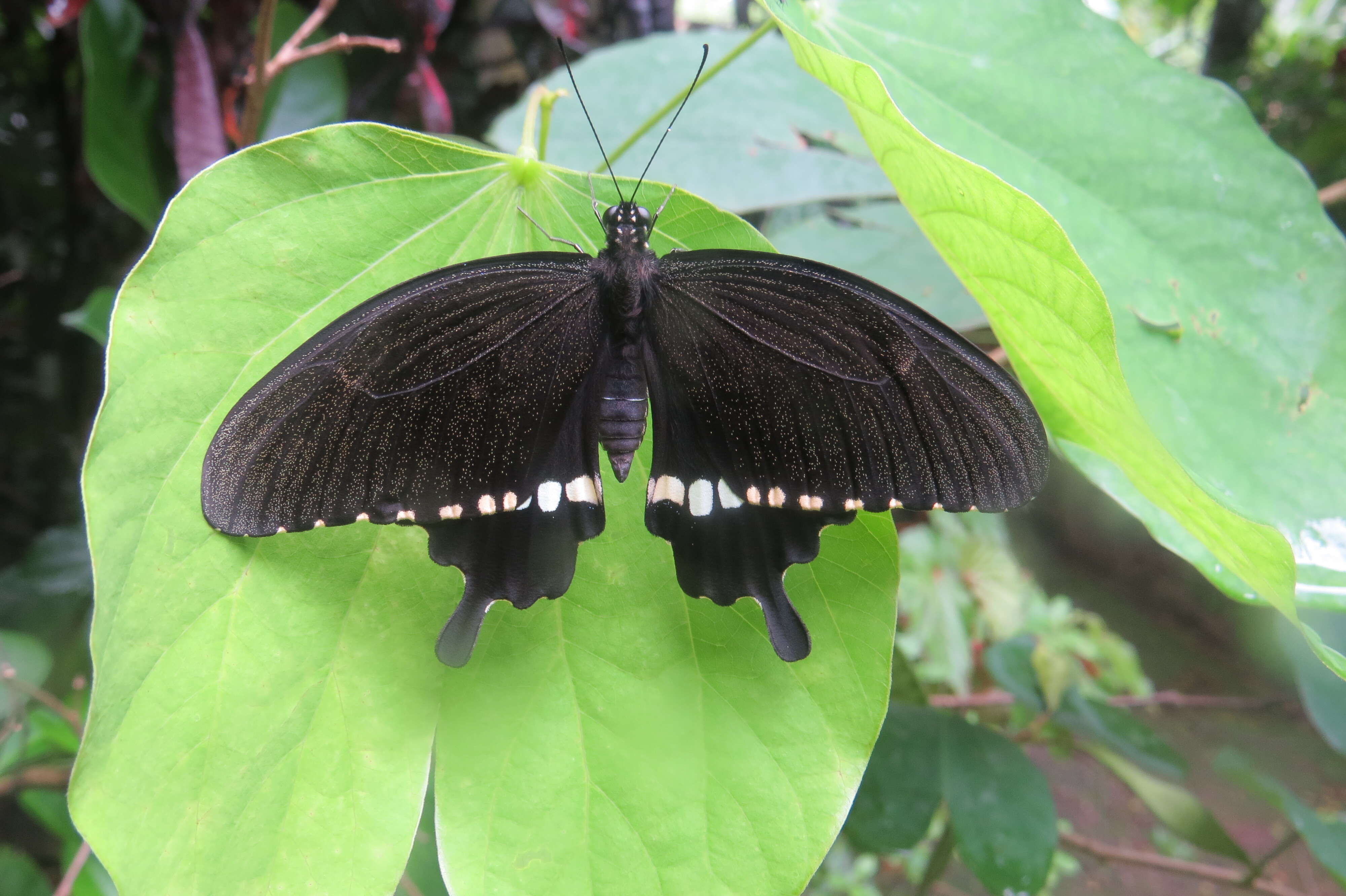 Image of Papilio polytes Linnaeus 1758