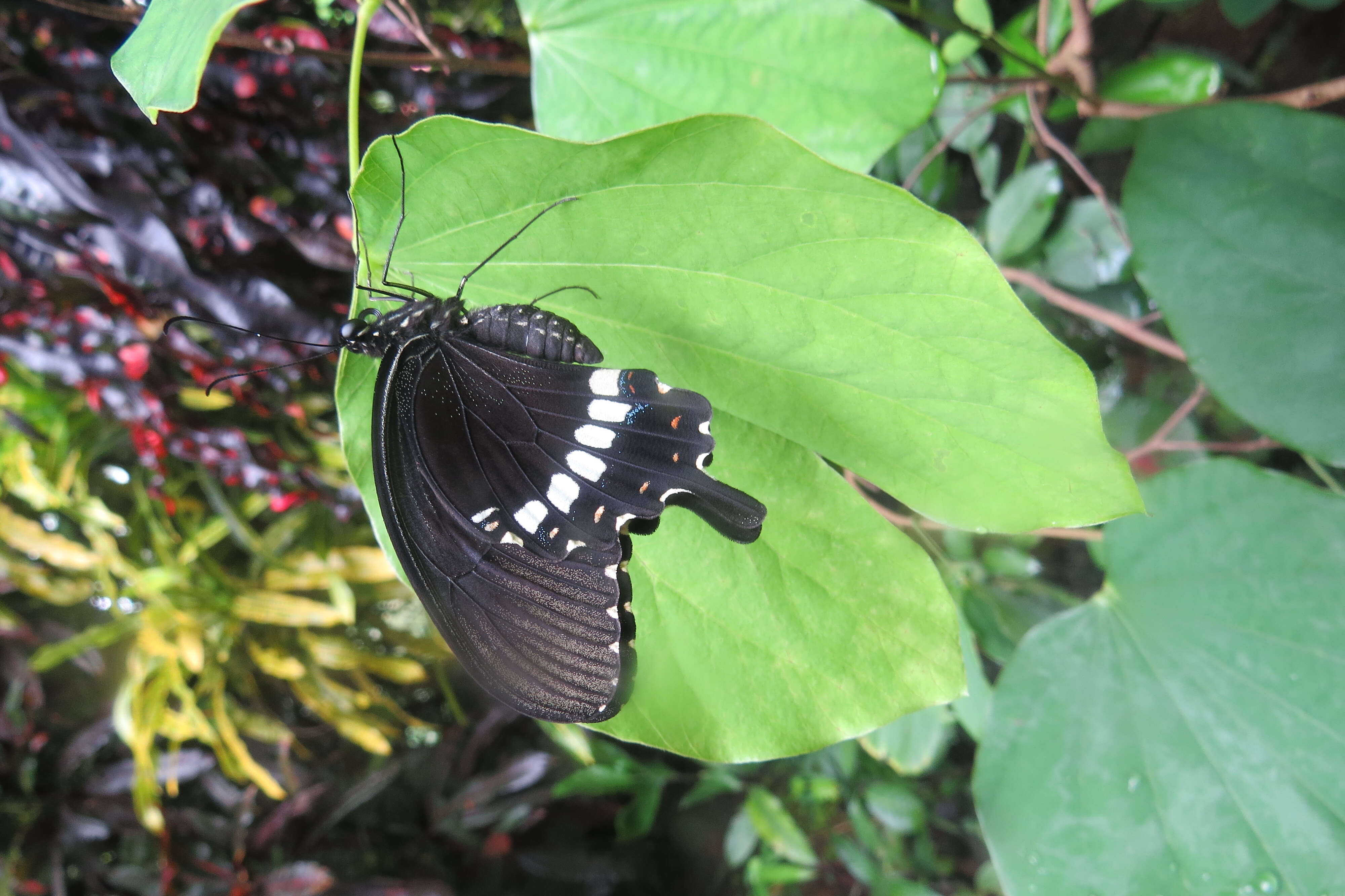 Image of Papilio polytes Linnaeus 1758