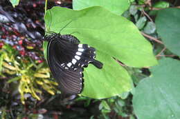 Image of Papilio polytes Linnaeus 1758