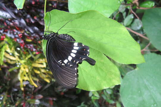 Image of Papilio polytes Linnaeus 1758