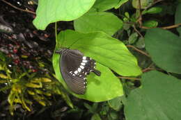 Image of Papilio polytes Linnaeus 1758