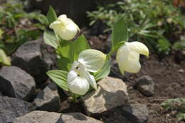 Image de Sabot de Vénus à grandes fleurs