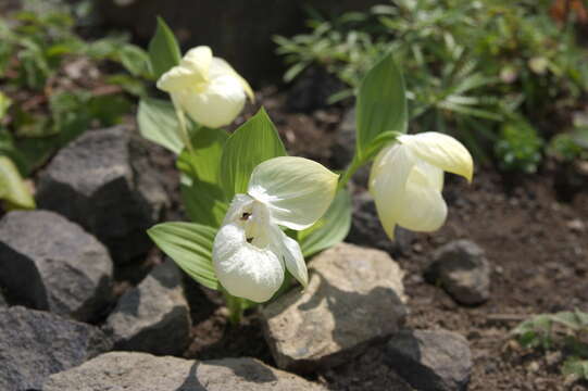 Image of Large-flowered Cypripedium