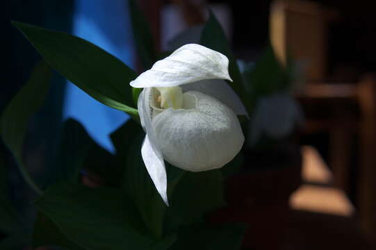 Image of Large-flowered Cypripedium